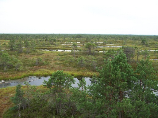 Moorlandschaft im Nationalpark Kemeri